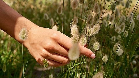 La main caresse l'herbe de velours