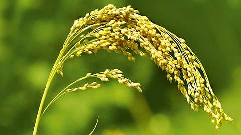 Millet