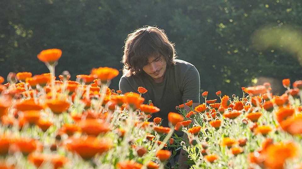 Mann bei der Calendula Ernte