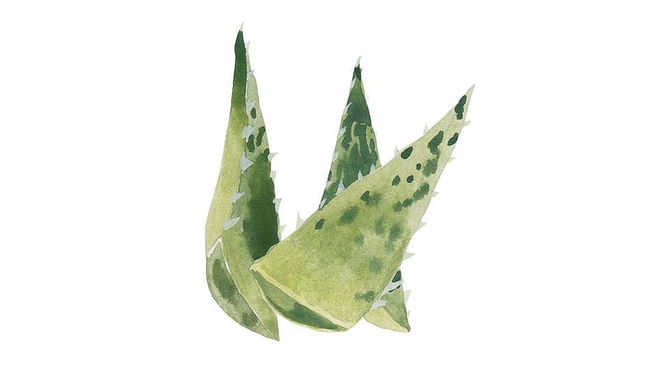 Aloe Barbadensis Leaf Juice