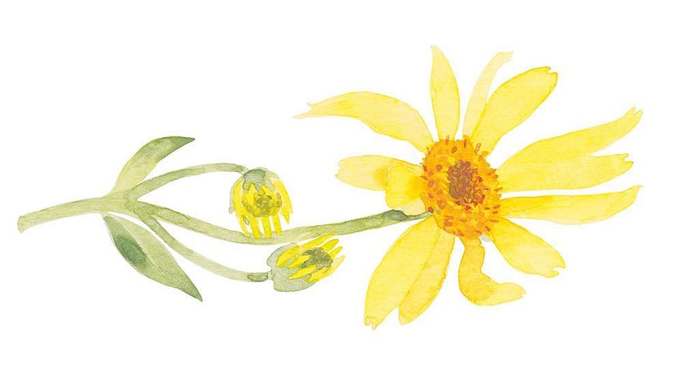 Arnica Montana Extract