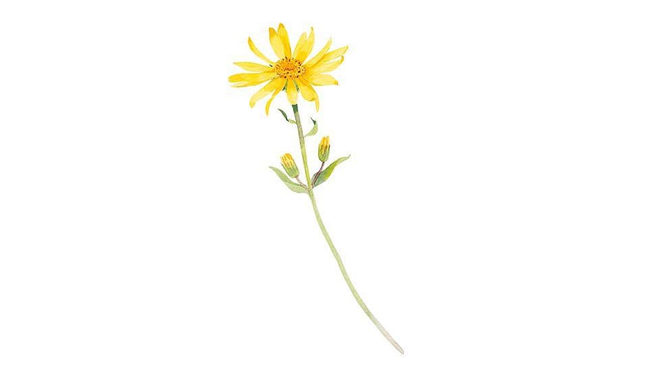 Arnica Montana Flower Extract