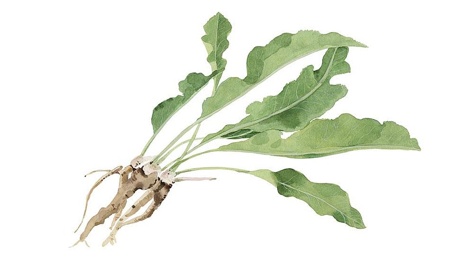 Cochlearia Armoracia (Horseradish)  Leaf Extract