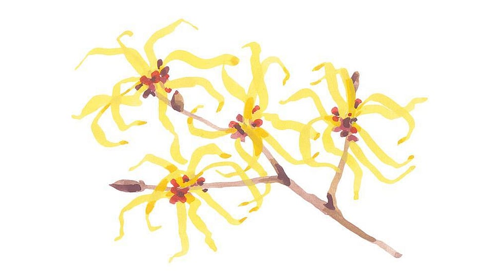 Hamamelis Virginiana (Witch Hazel) Water