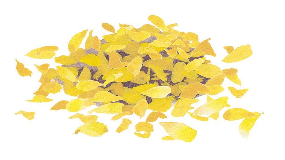 Helianthus Annuus (Sunflower) Petal Extract