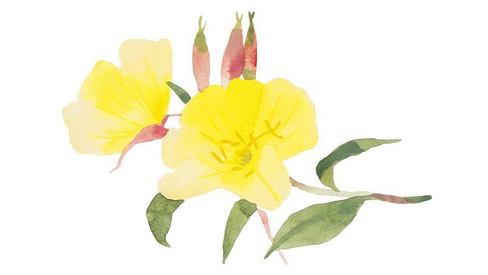 Oenothera Biennis (Evening Primrose) Oil