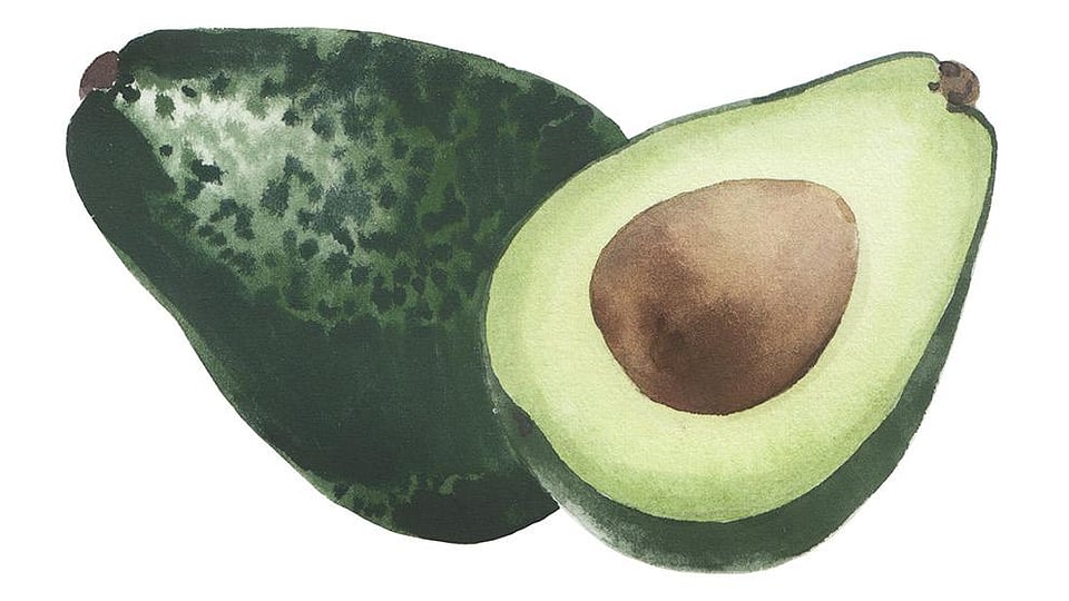 Persea gratissima (Avocado) Oil