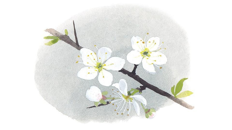 Prunus Spinosa Fruit Extract