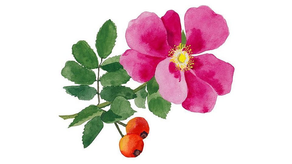 Rosa Moschata Leaf Extract