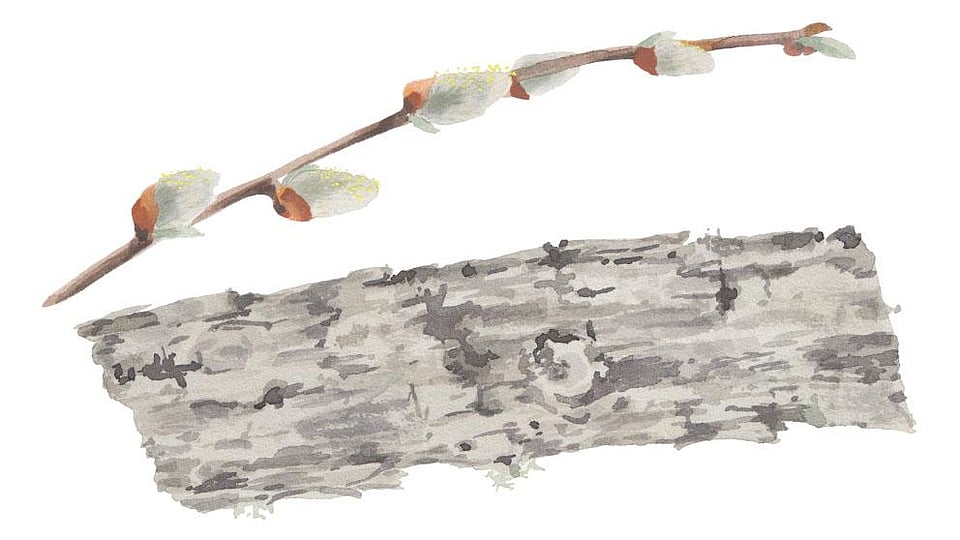 Salix Alba/Daphnoides/Fragilis/Purpurea Bark Extract