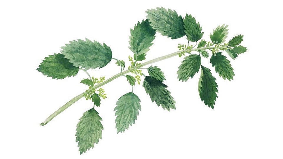 Urtica Urens Flower/Leaf/Stem Extract