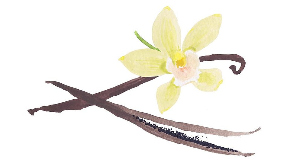 Vanilla Planifolia Fruit Extract