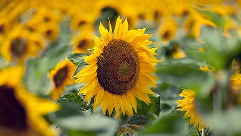 champ de tournesols