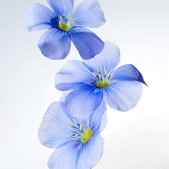 Lein (Flax)
