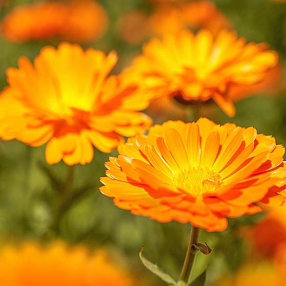 calendula blüten