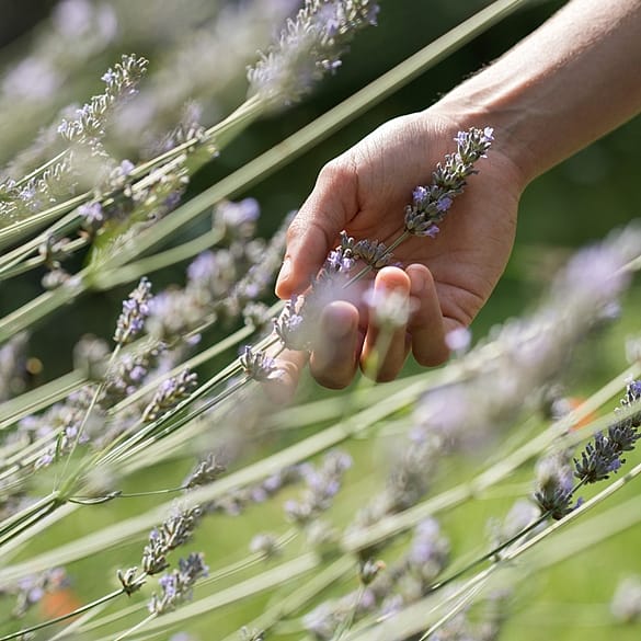 Eine Hand streift Lavendel