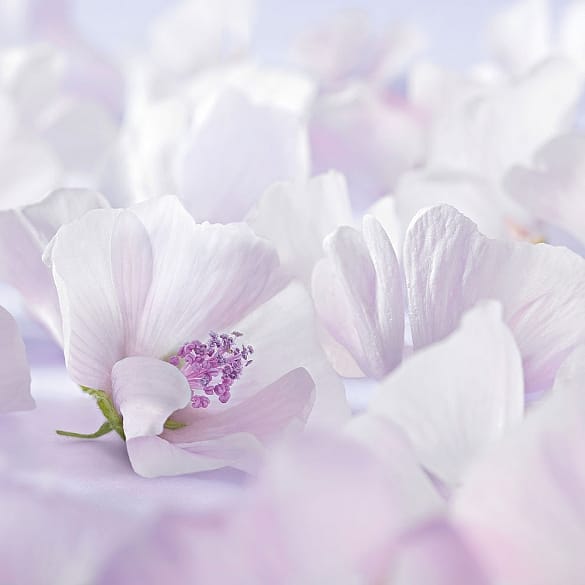 Fleur de mauve