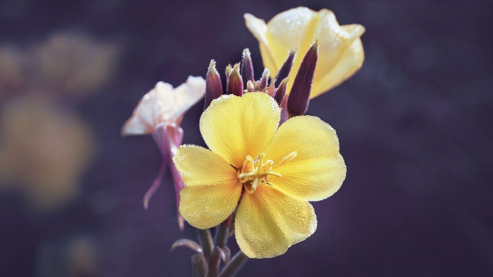 Nachtkerzenblüte