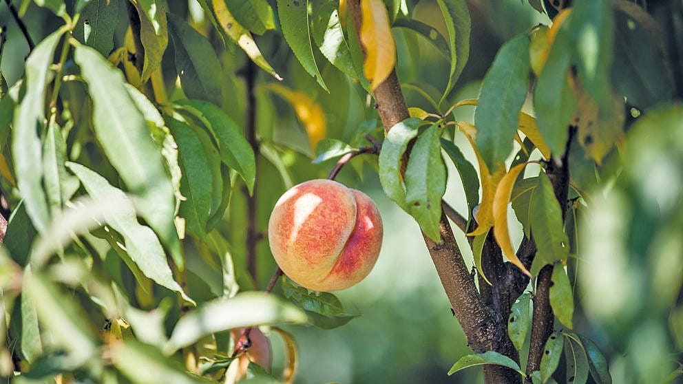 Pfirsichbaum mit Pfirsich