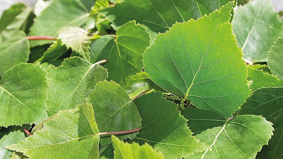 Feuilles de bouleau récoltées