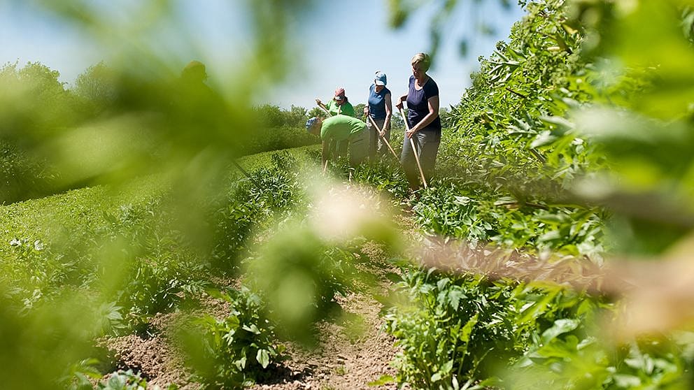 Gaertner arbeiten in einem grossen Garten