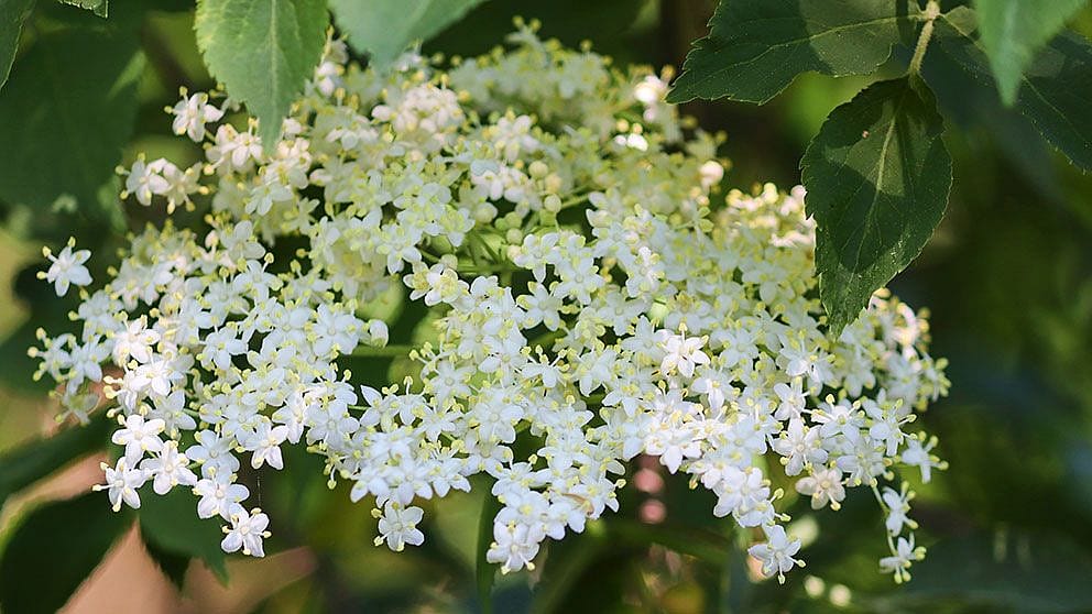 Holunderblüten