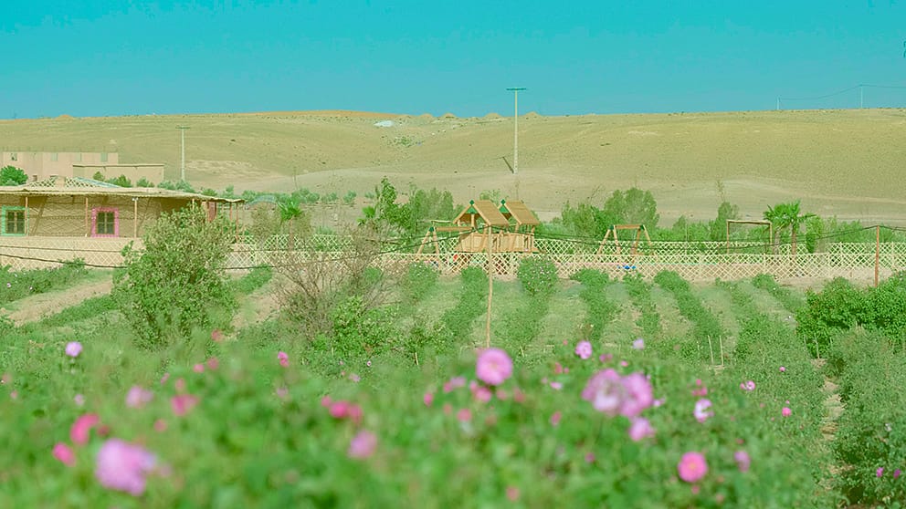 Champ de roses avec une aire de jeux pour enfants en arrière-plan au Maroc