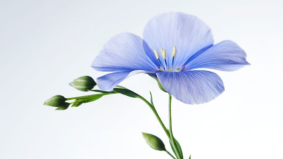 La fleur du lin