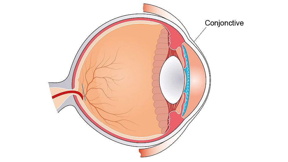 Illustration d'un œil