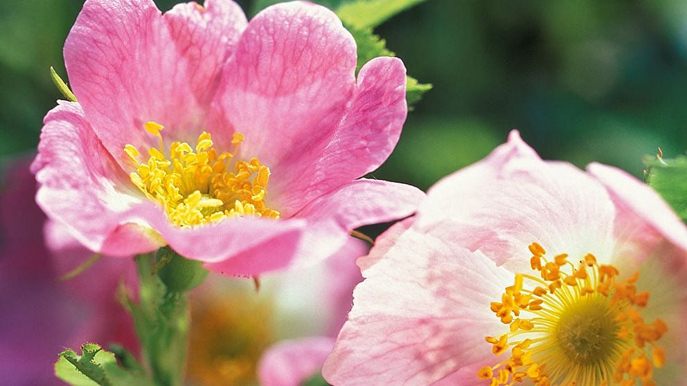 Rosenblüte