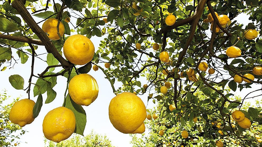Citronnier avec fruits