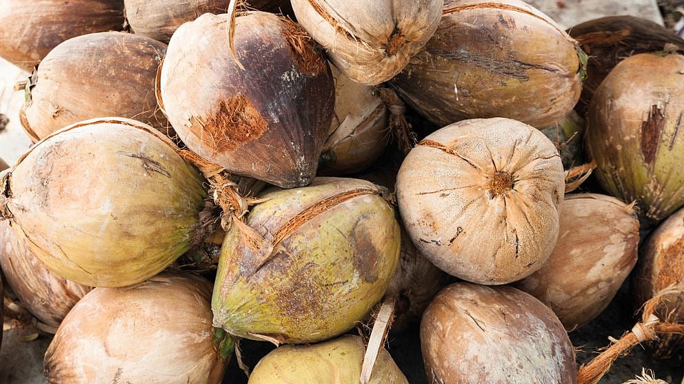 Noix de coco