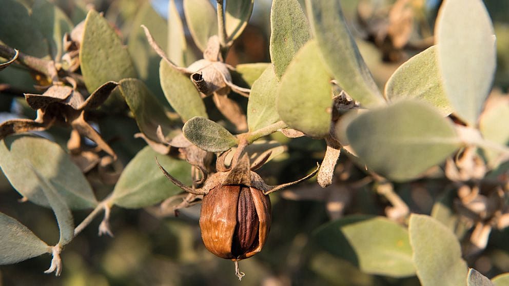 Jojoba