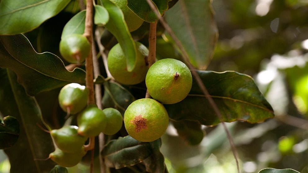 Macadamia