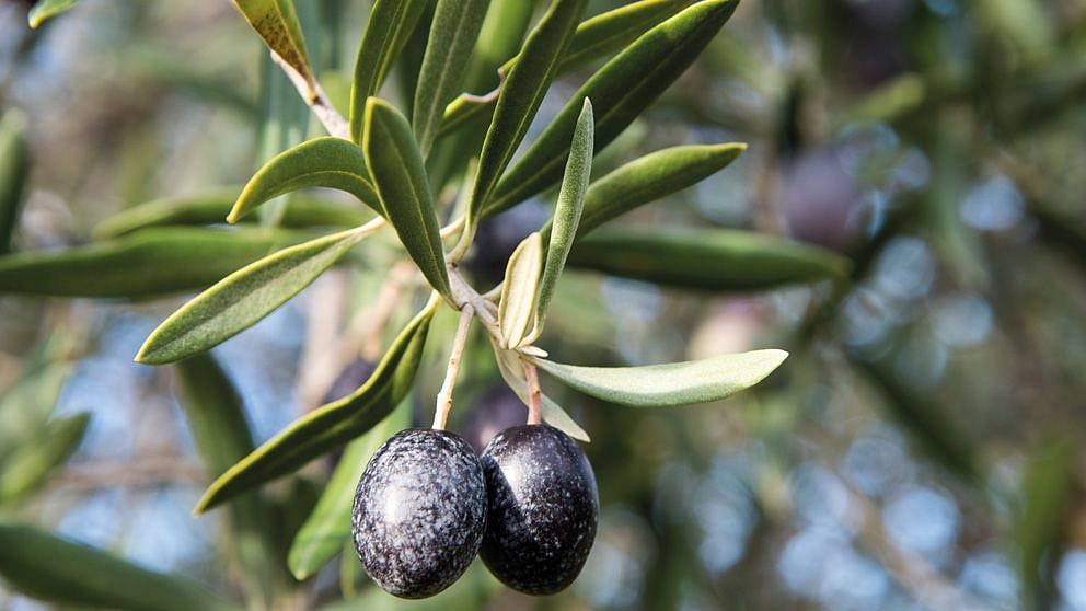 Olive