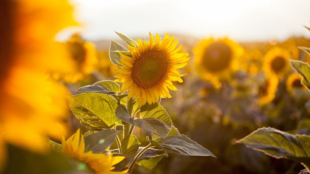 Tournesol