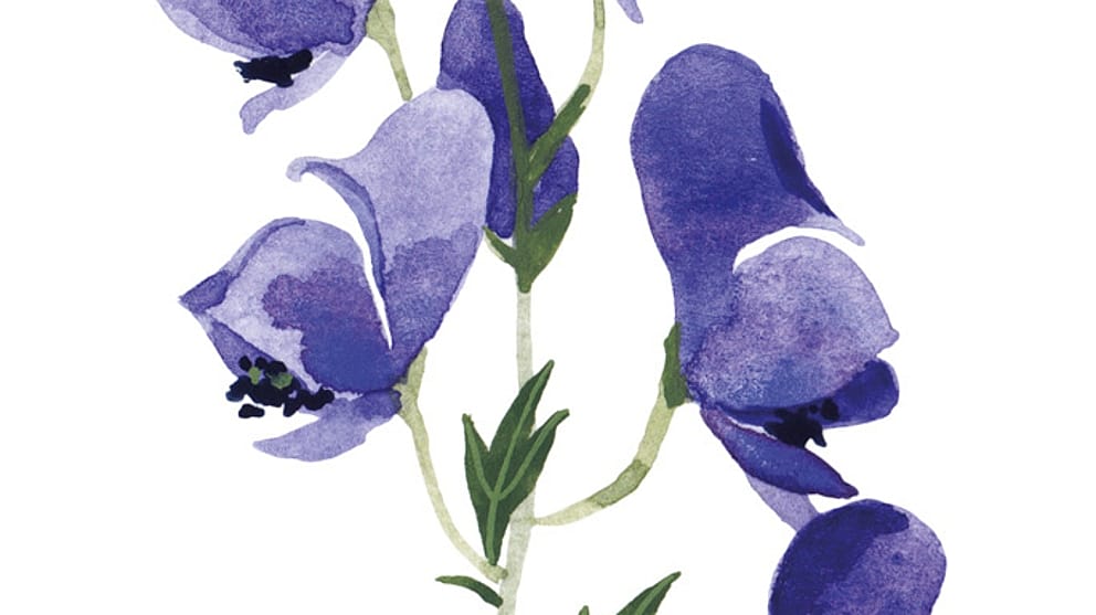 Illustration Eisenhut