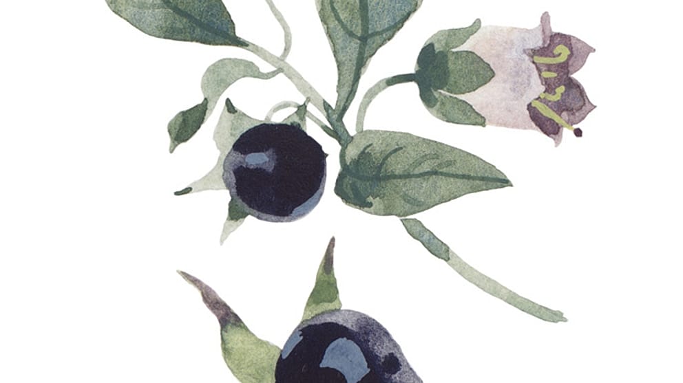 Illustration Tollkirsche