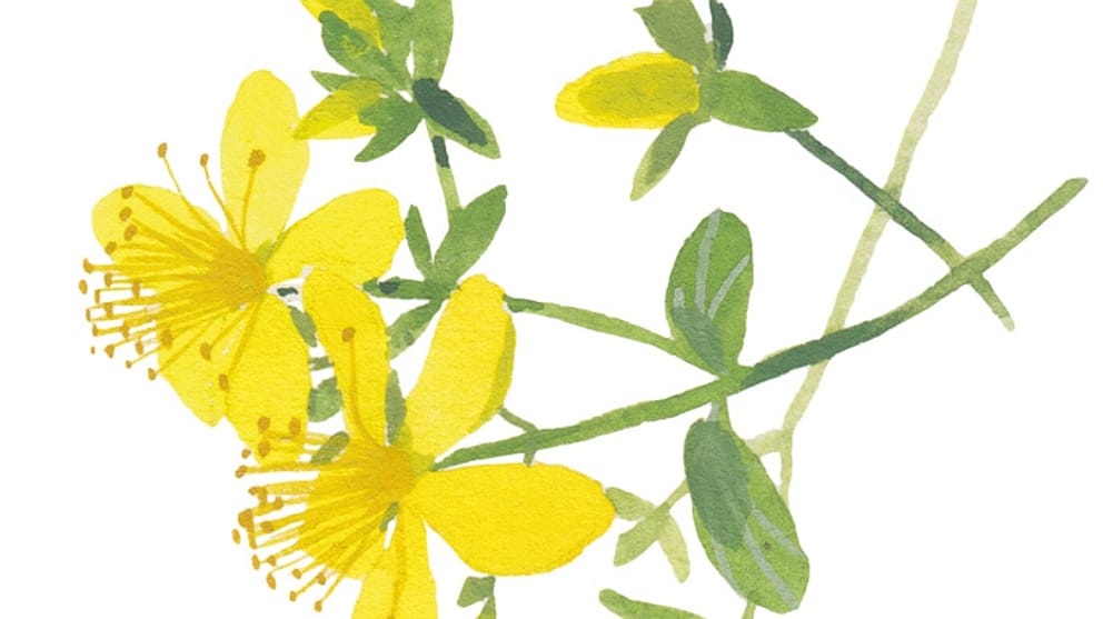 Illustration Johanniskraut