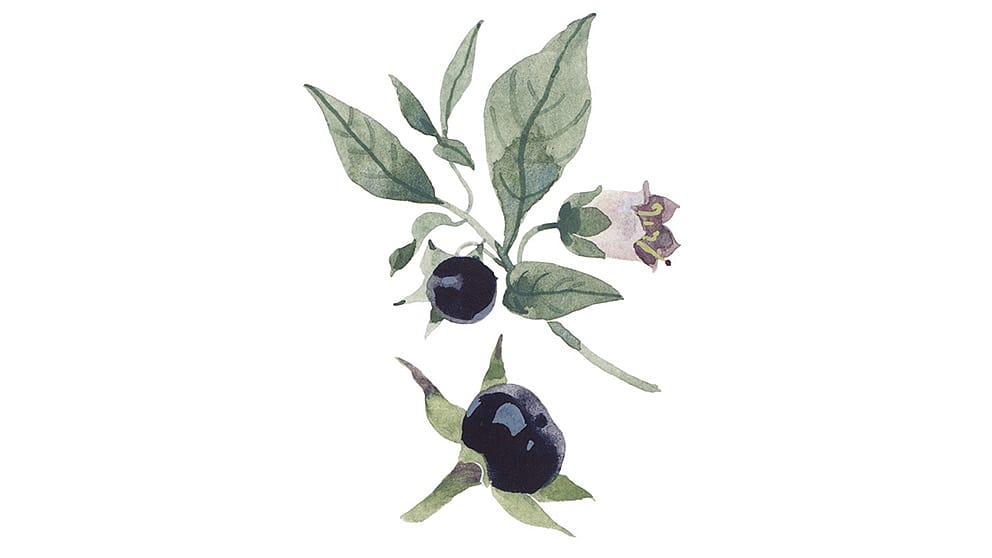 La belladone