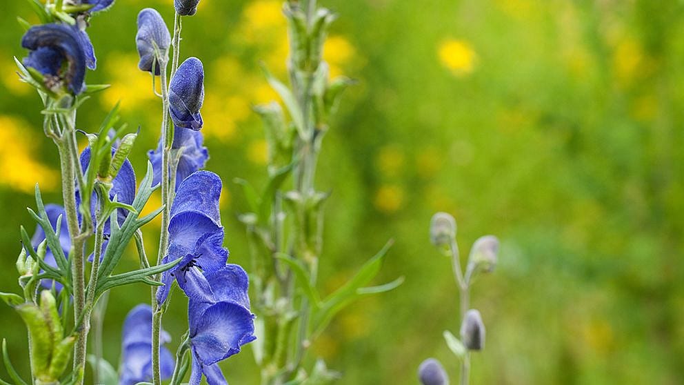 Blauer Eisenhut auf der Wiese