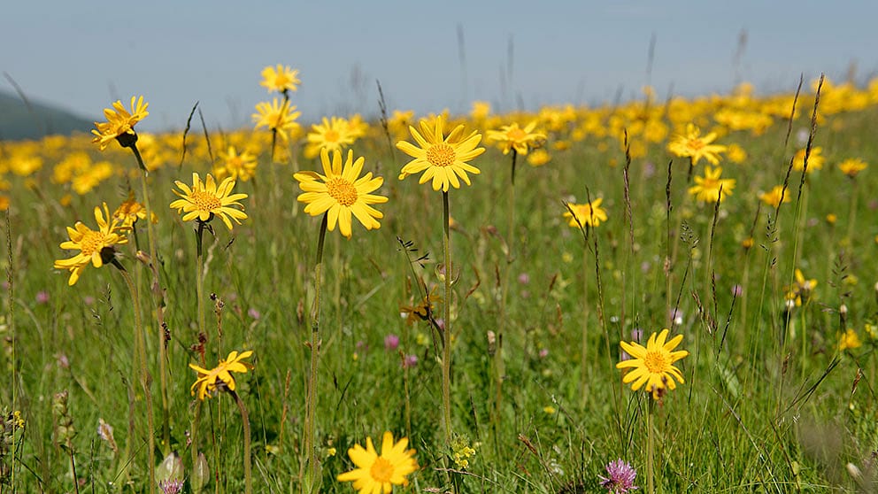 Prairie de montagne avec arnica en fleurs