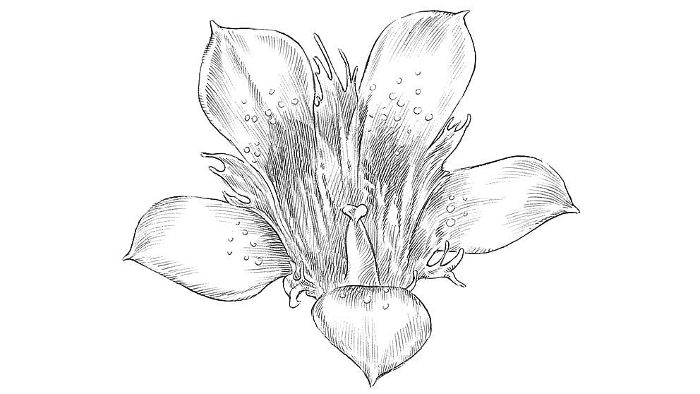 illustration fleur de gentiane bleue