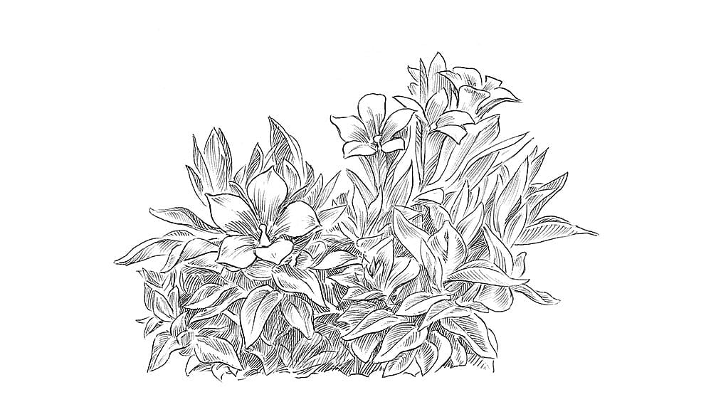 illustration plante de gentiane bleue