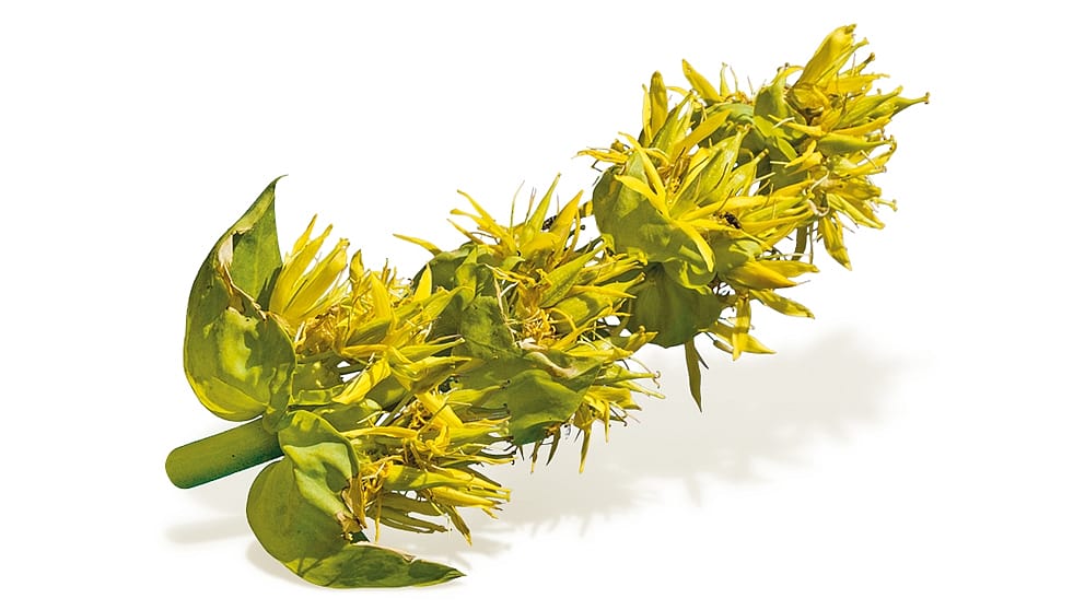 Gentiane jaune