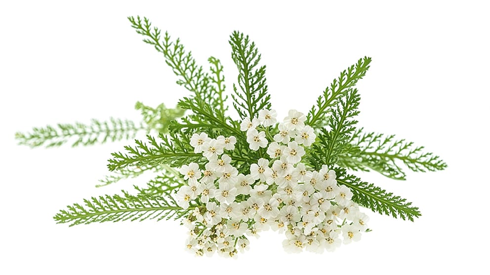 Achillée millefeuille