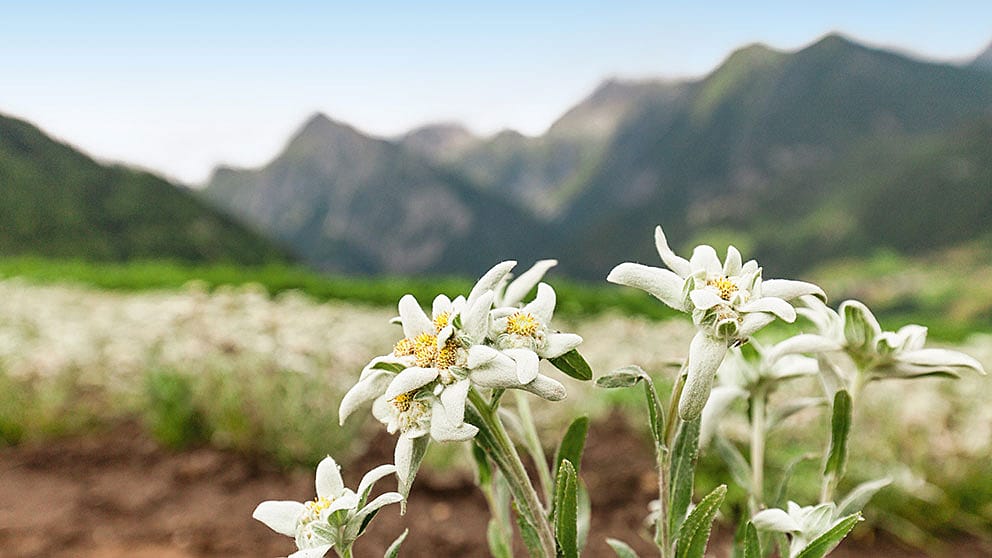edelweiss pflanze vor den bergen