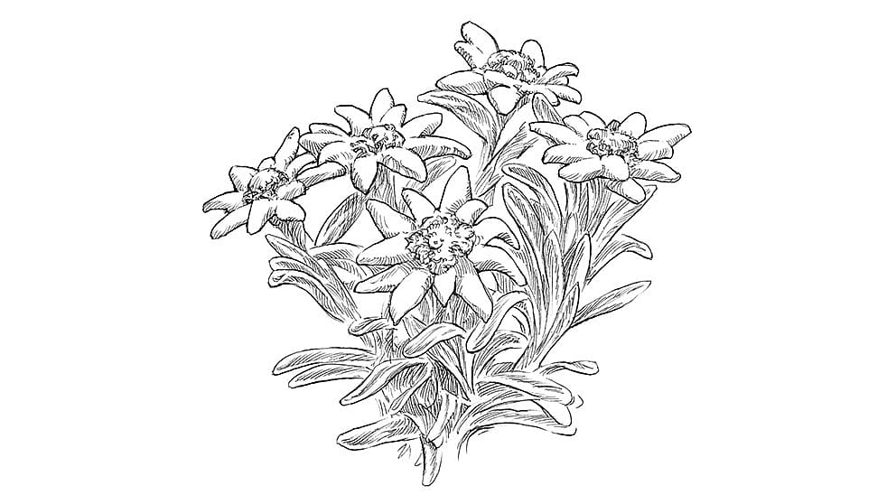 illustration edelweiss pflanze