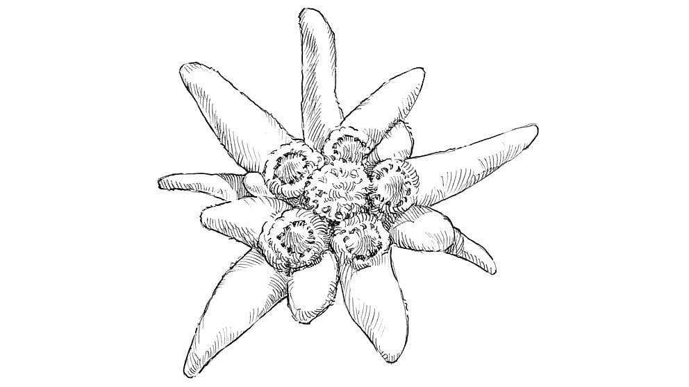 illustration edelweiss bluete