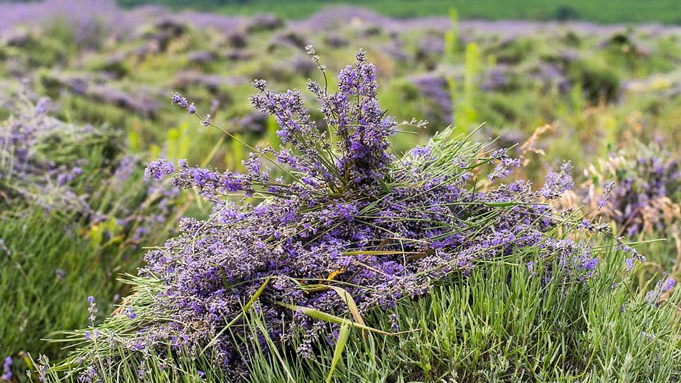 Les fleurs ont-elles une influence sur notre bien-être ?